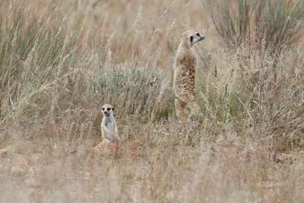 Meerkats