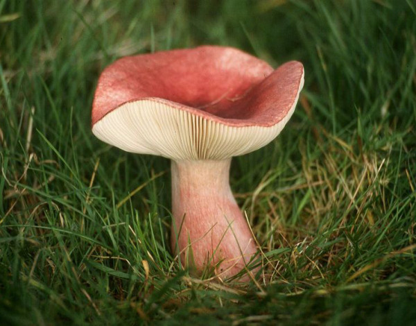 mushroom