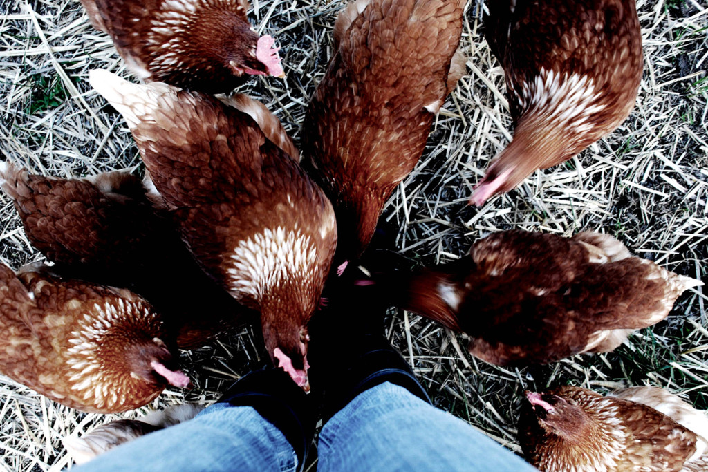 Feeding free-range laying hens