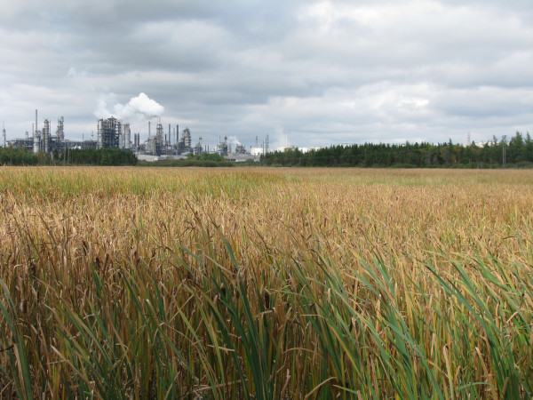 Red Head Marsh