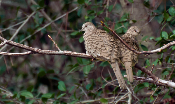 Inca Doves