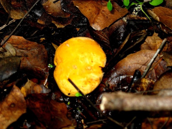 Amber Stucke, chanterelles