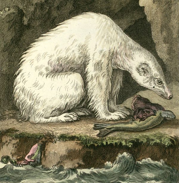Polar Bear