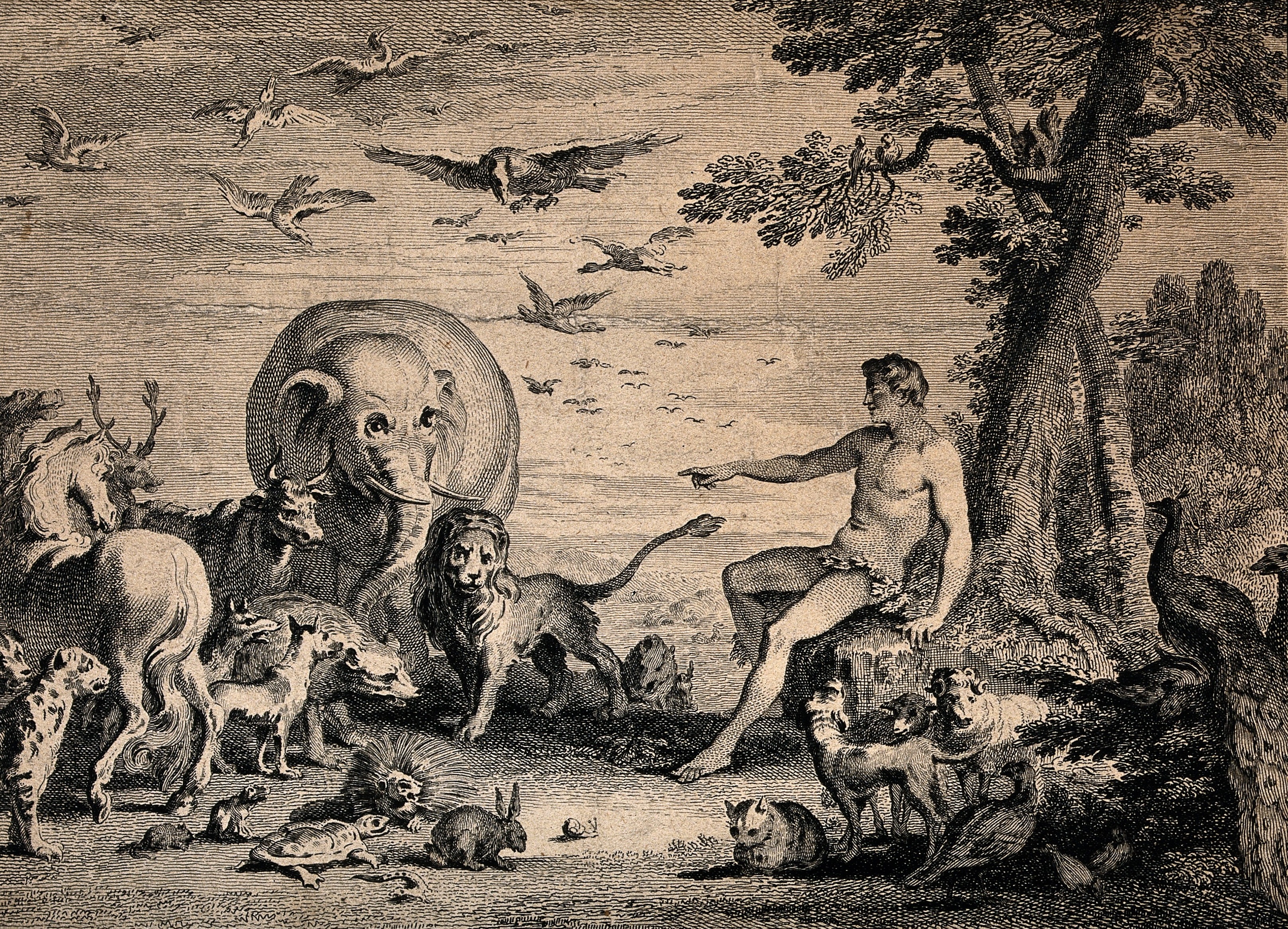 Gérard Jean Baptiste Scotin II, Adam in Paradise, 1743, Wellcome Library, London. Making Nature