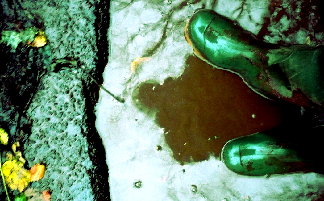 Green Boots The Learned Pig