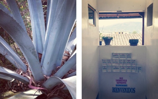 The Jambi Huasi Clinic - The Learned Pig