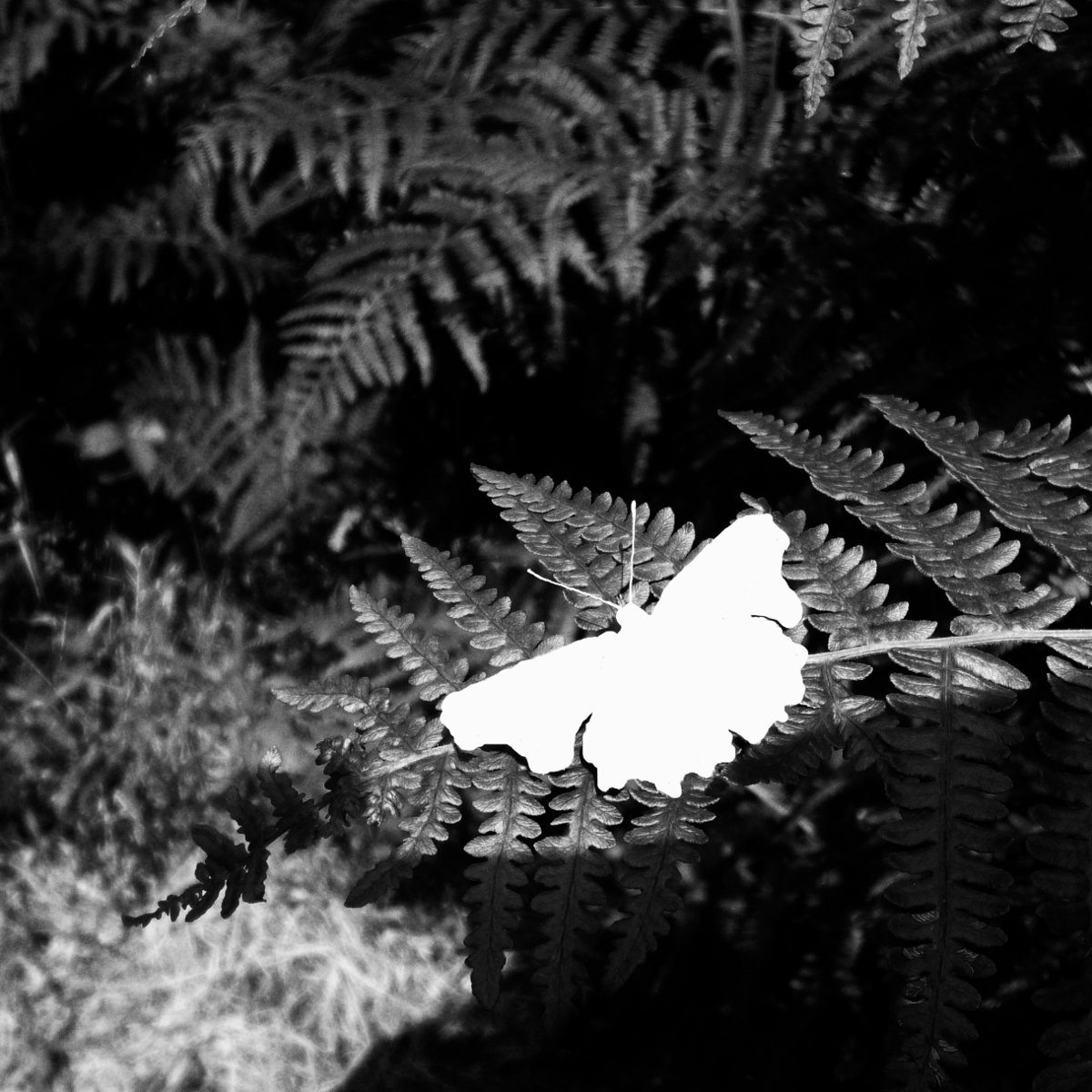The Death Of A Beautiful Subject The Learned Pig