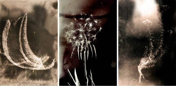 Anais Tondeur, Chernobyl Herbarium triptych 1