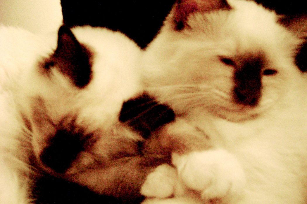 More cats