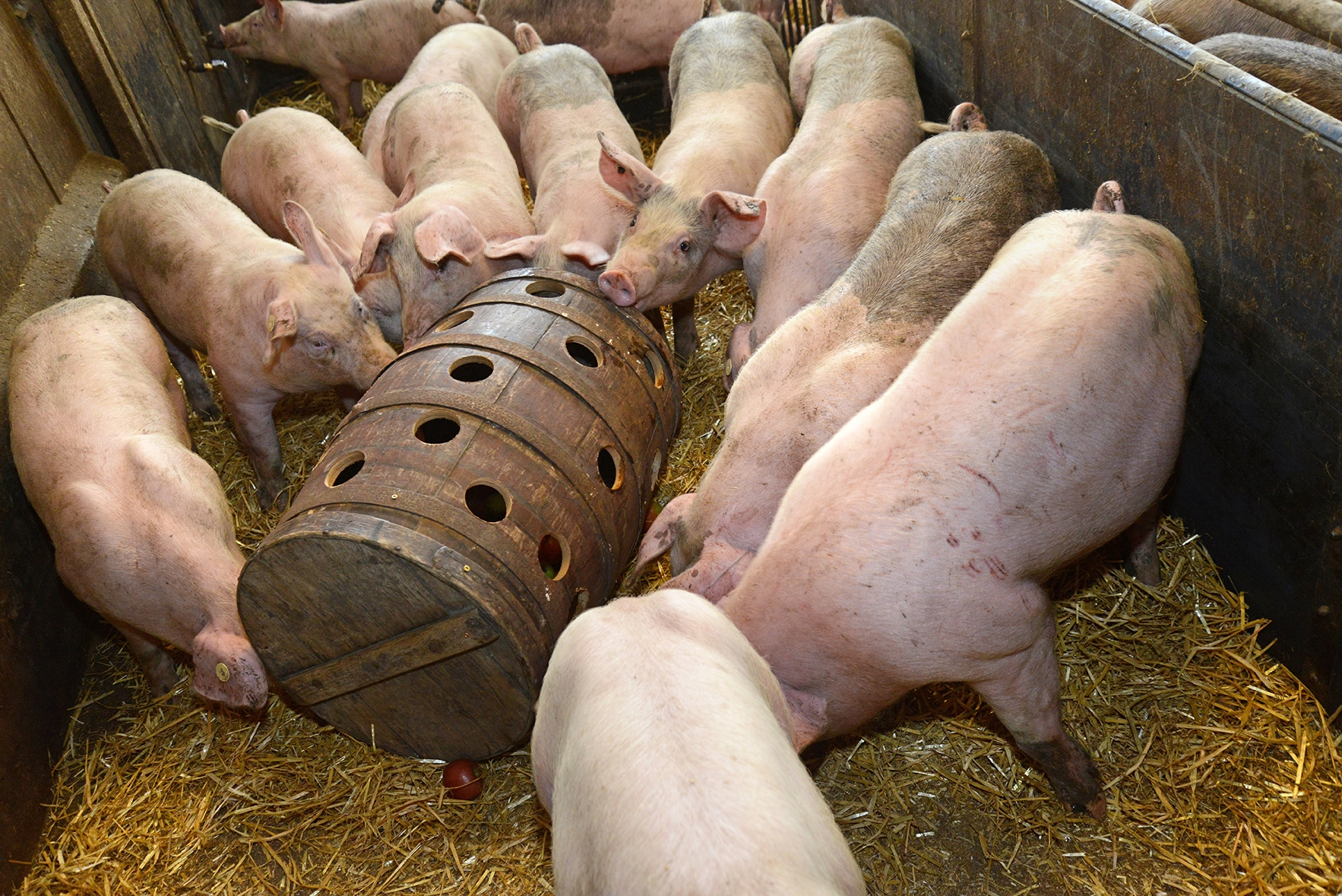 in pictures: objects designed for pigs